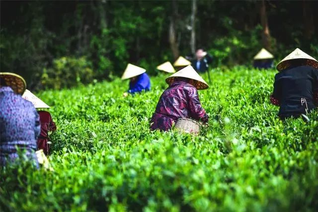 台州藏在深山里的世外桃源,台州家乡春天的美景
