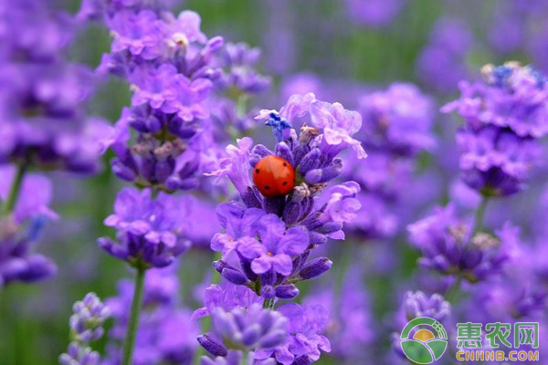薰衣草种子种植方法和注意事项,薰衣草种子种植方法及步骤图