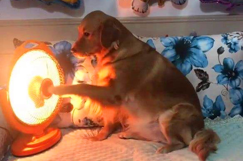 狗狗感冒咳嗽重不进食打什么针好,狗狗感染细小输液都需要什么药