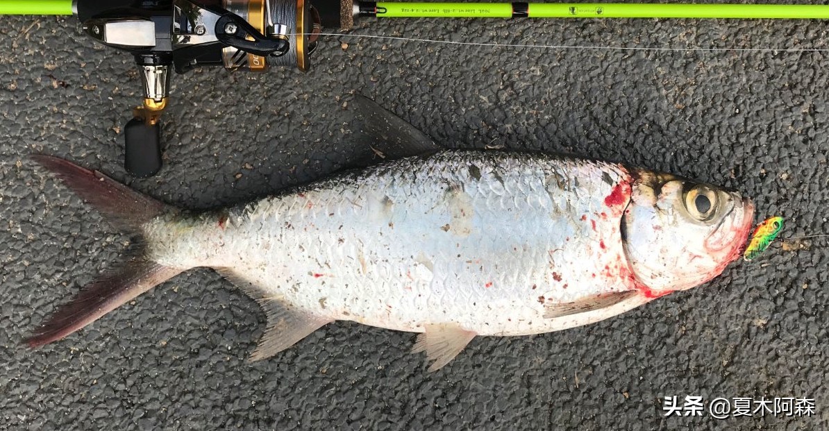 大眼海鲢为啥不好吃,海鲢为什么难钓