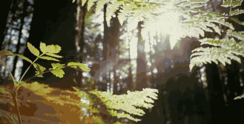 日本除甲醛豆子,日本甲醛清除剂真的有效吗