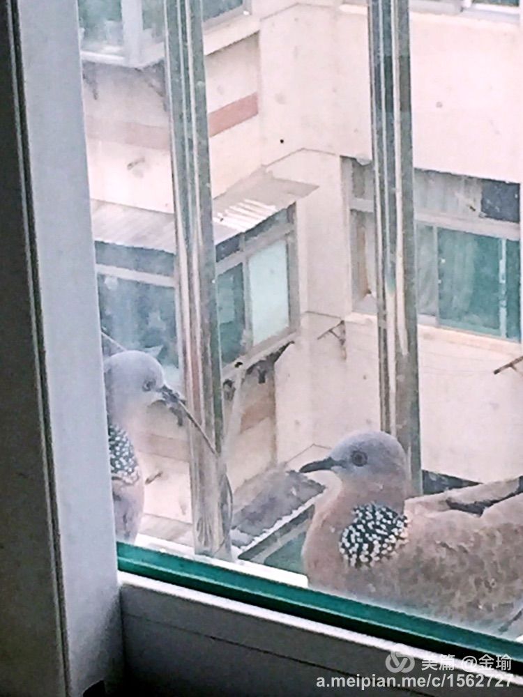 四只小鸟的故事视频,四只白鸟的故事