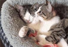 猫咪费洛蒙弊端,费洛蒙猫咪舒缓