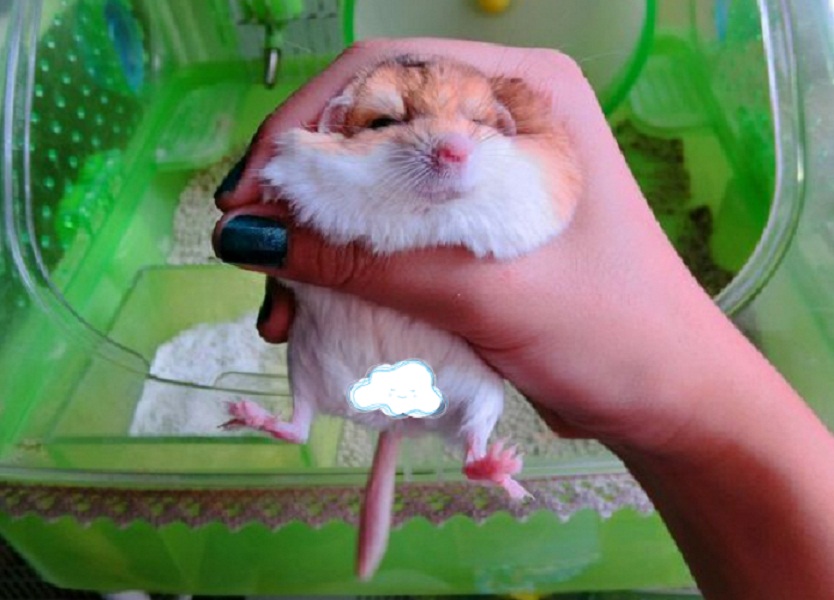 十大仓鼠,5种最不易死的仓鼠