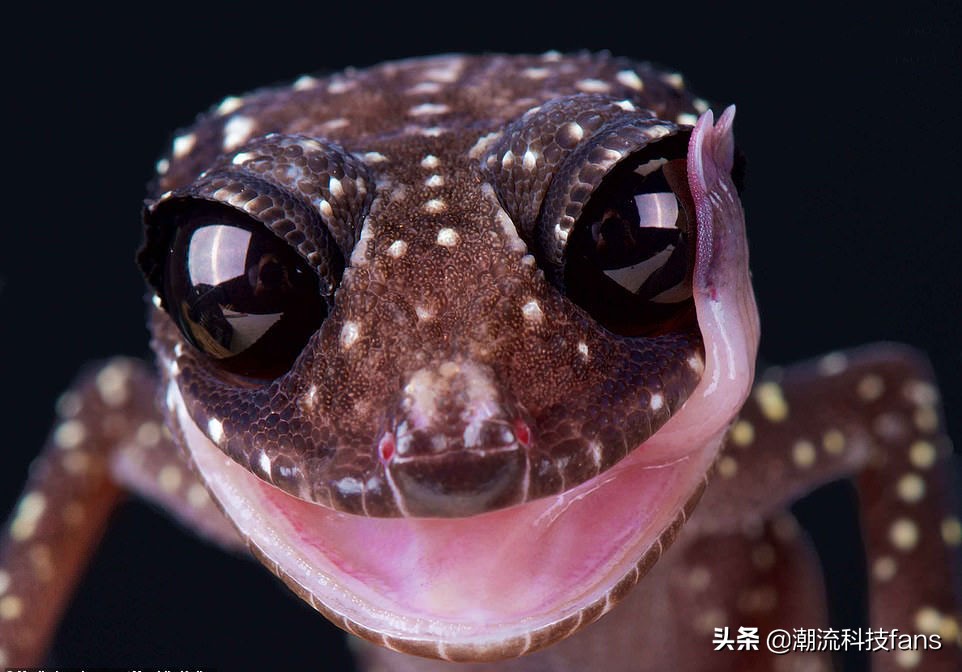 盘点那些美丽的动物,美丽且濒危的动物