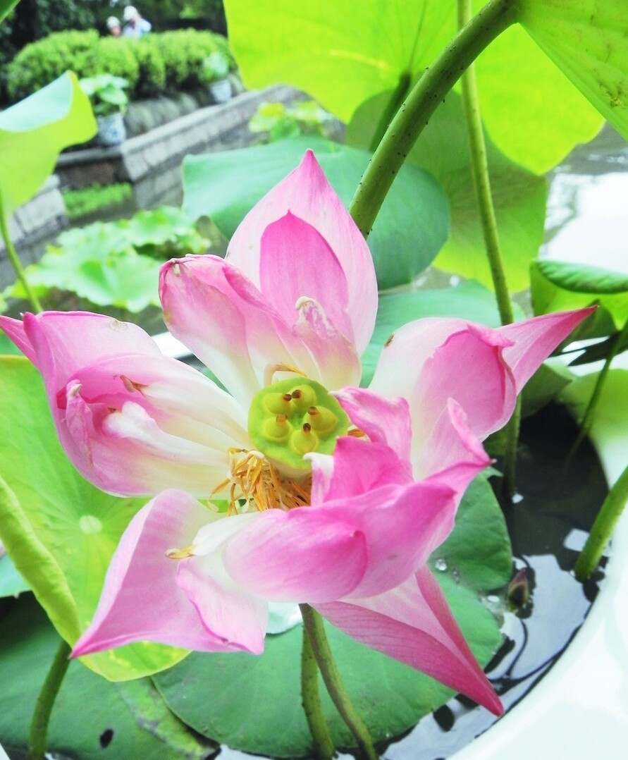 50种过期药品养花不生虫,5种过期的药养花