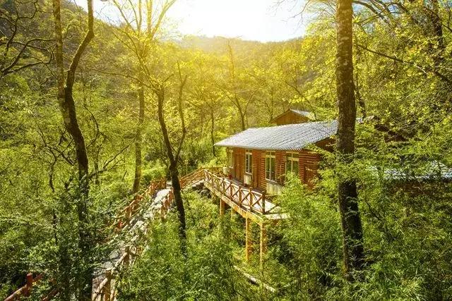 成都自驾百里杜鹃旅游攻略,万亩杜鹃花在青山幽谷