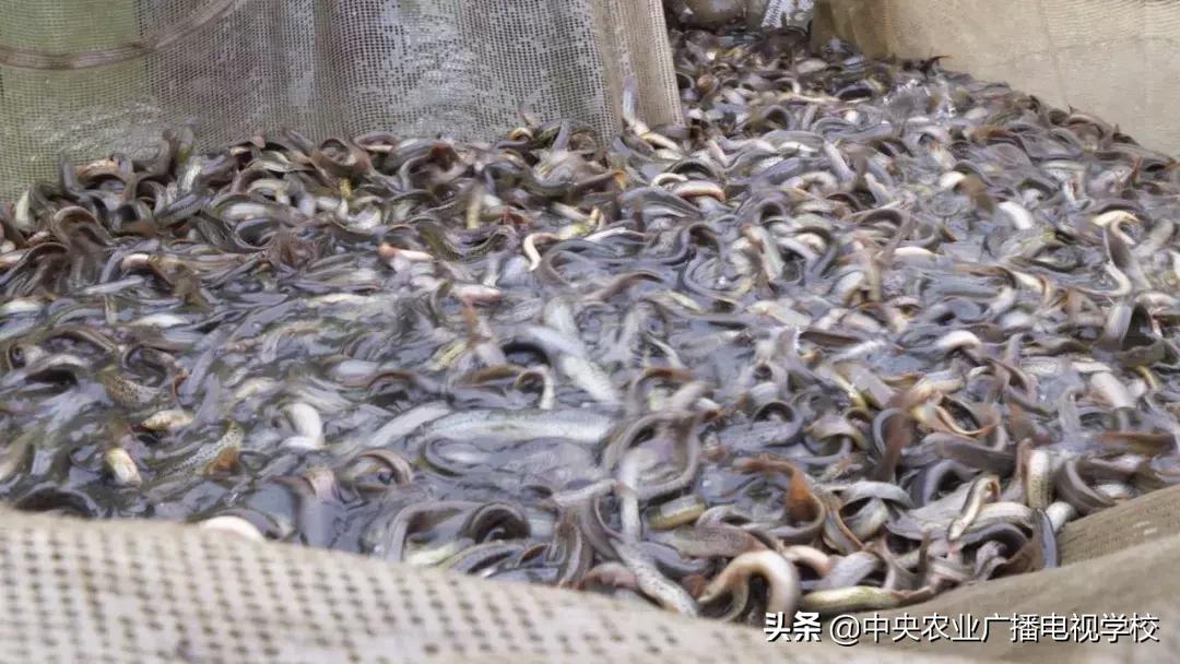 【农广天地】滑溜的财富抓起来