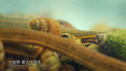 哪种蟑螂有药用价值,蟑螂药用价值是什么