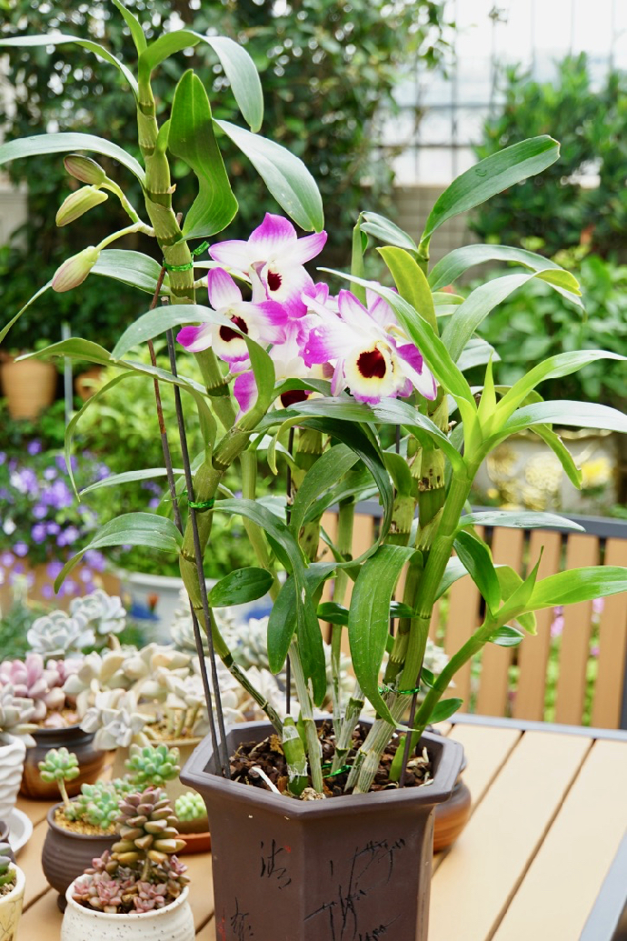 净化空气而且对身体好的花,净化空气对人身体有益的花