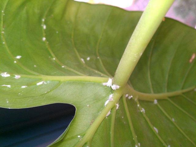 预防植物生虫可以用什么药,植物长虫可以用消毒水喷吗