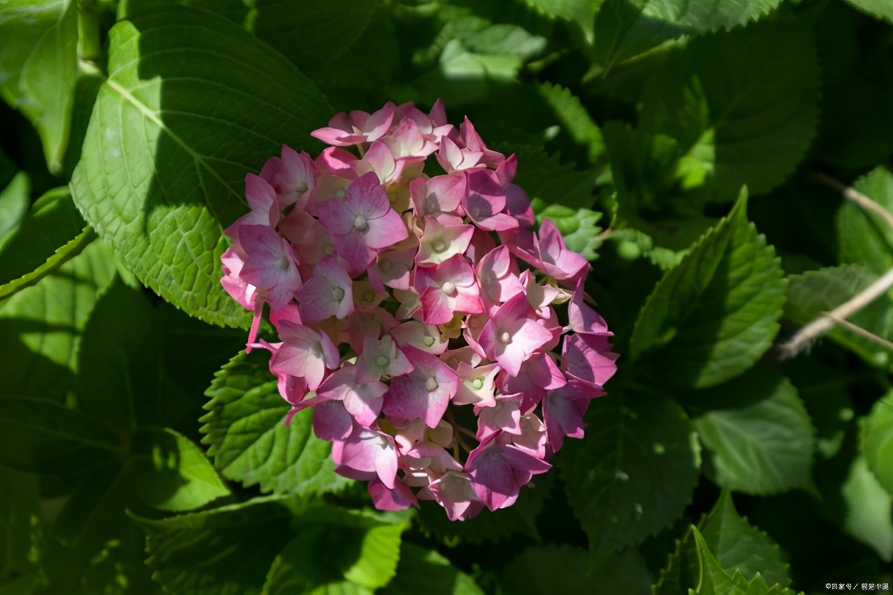 绣球花叶子发黄是怎么回事,绣球花施肥后生长停滞叶片发黄