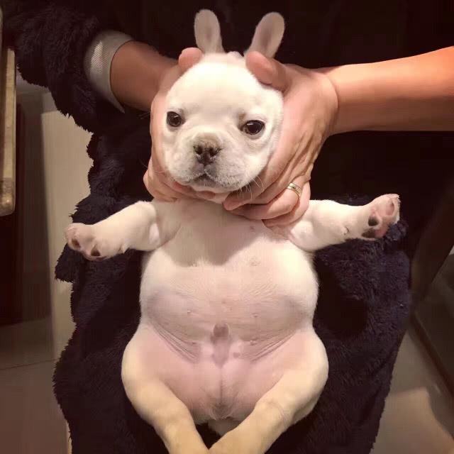 法斗犬爱你的表现,当法斗想咬主人的时候应该怎么办