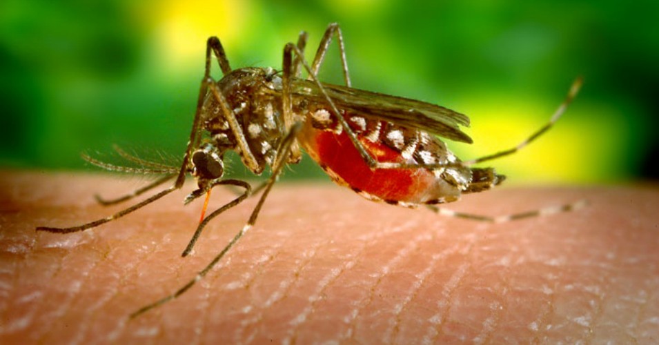 skrillex驱蚊,skrillexbangarang驱蚊测试