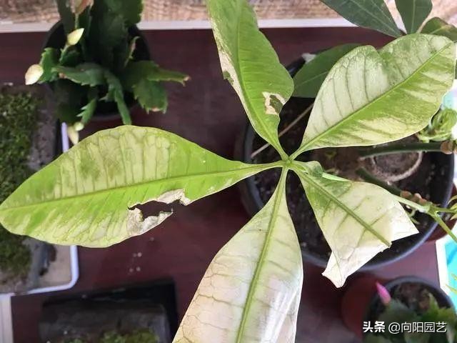 发财树树叶变紫色,发财树黄叶变绿叶的花肥