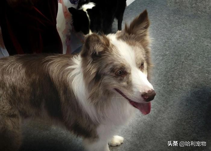 犬和狗的区别在哪,狗和犬到底有什么区别