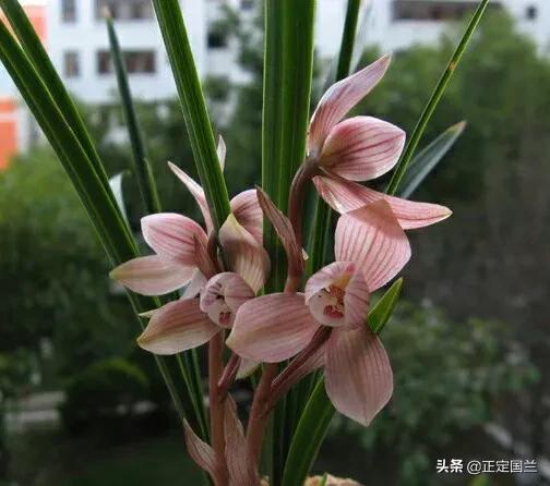 为什么兰花被称为国兰,为什么兰花又叫国兰