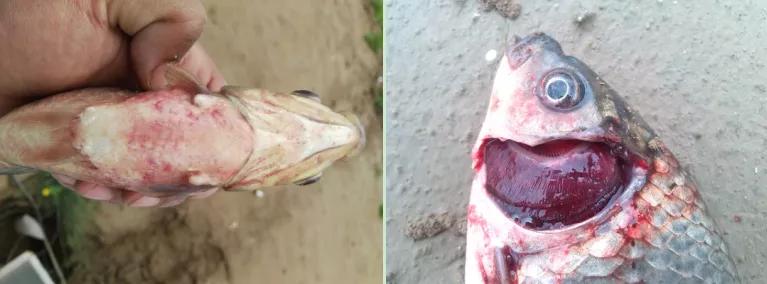 鲫鱼大红鳃、鳃出血与细菌性败血症的防控方案