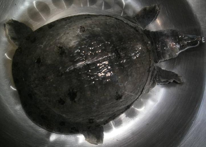 甲鱼怎么处理最简单,甲鱼怎样宰杀和清炖