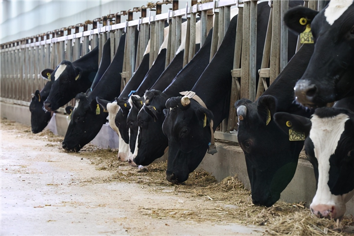 西牧奶粉,西牧乳业奶粉