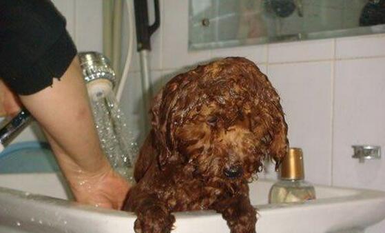 饲养泰迪犬的正确方法,饲养狗狗的经验总结