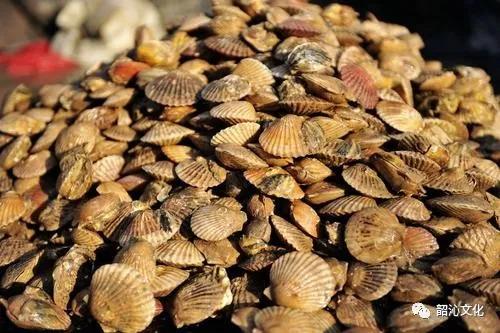 泊里西施舌购买,泊里西施舌