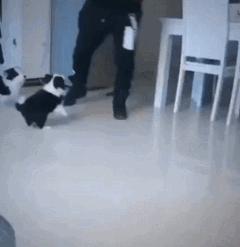 狗狗的宝宝,狗狗的宝宝日常