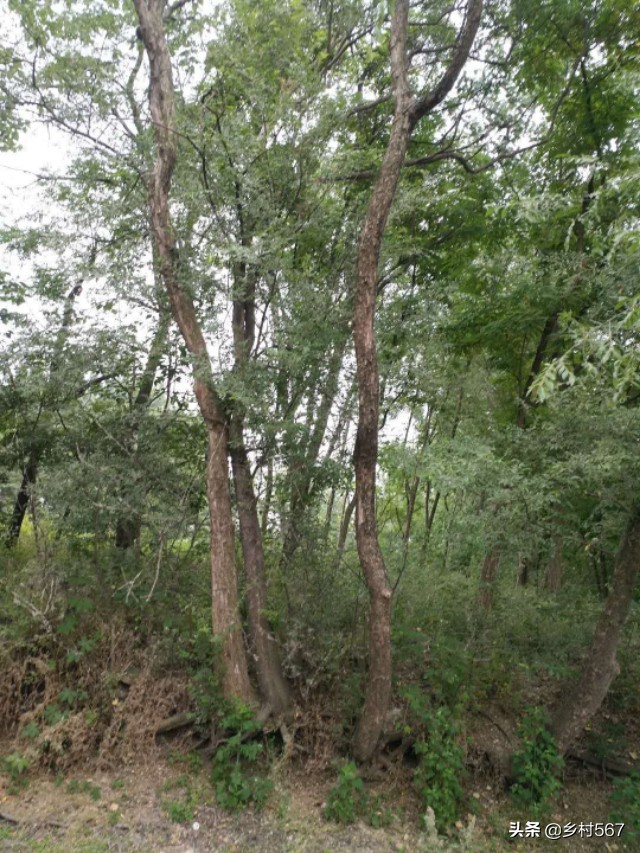 神奇古树奇观,神奇古树