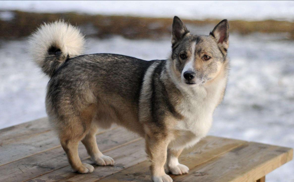 柯基犬的10个优点不养你会后悔,盘点柯基犬的缺点养之前得先知道