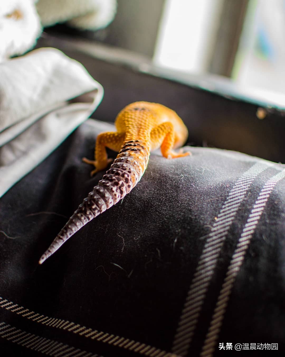 豹纹守宫爬行缓慢,豹纹守宫蜥蜴到底有多聪明