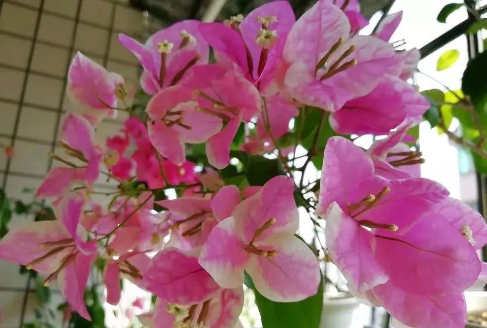 三角梅怎么养成瀑布,三角梅长成瀑布需要多大的盆