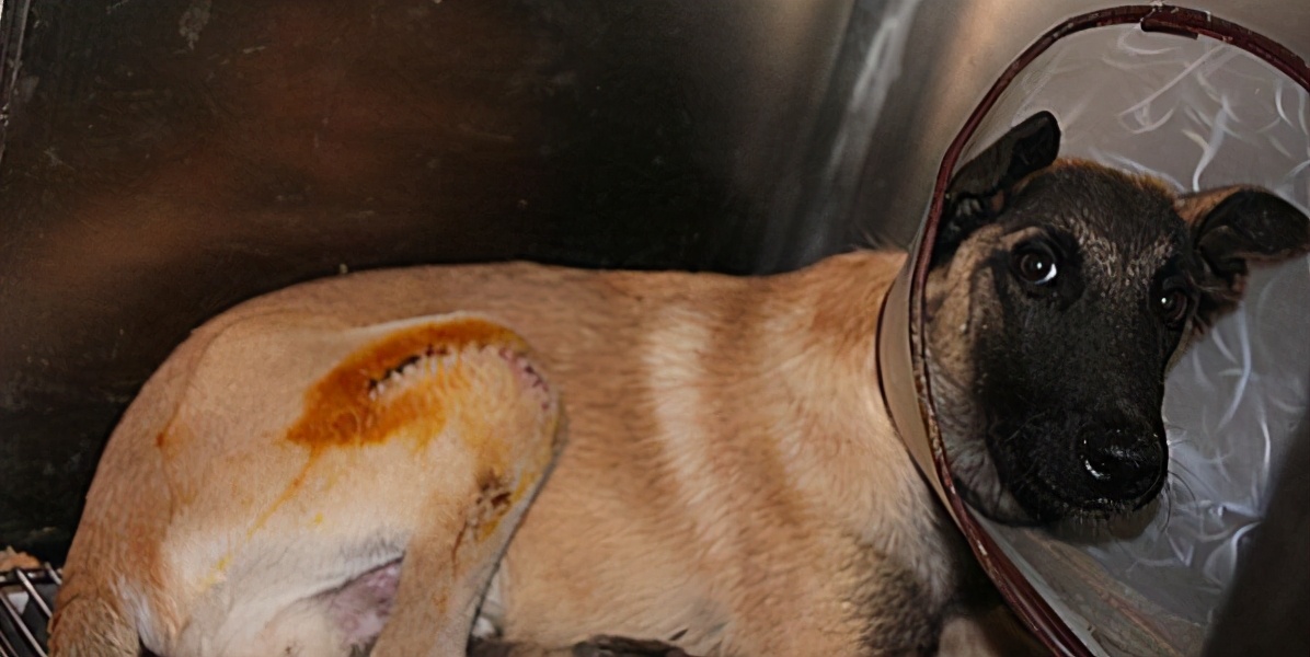 马犬和德牧杂交的后代好看吗,马犬凭什么叫板德牧一哥