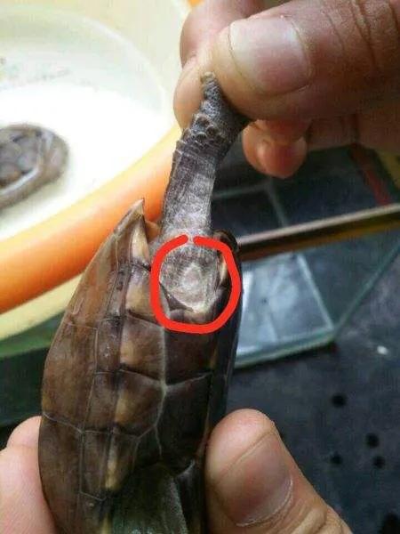 龟病防治小知识,龟治病方法