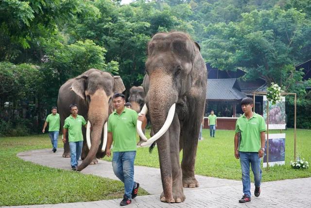 中国亚洲象罕见向北迁徙的原因,云南亚洲象为什么向北迁徙
