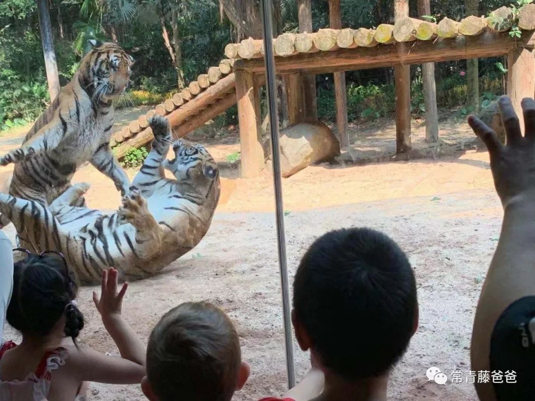 过年去珠海长隆海洋王国游玩攻略,广州长隆欢乐世界带娃一日游攻略