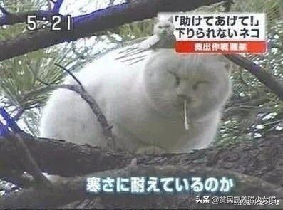 流浪猫在树上下不来,流浪猫爬到3楼墙角下不来了