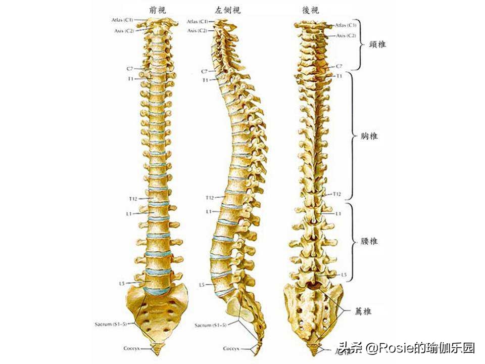办公室久坐腰疼可以做哪些动作,久坐腰疼办公室缓解动作