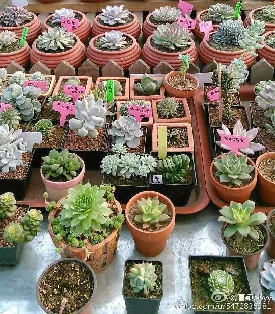 即将消失的花鸟鱼虫市场,天津消失的鱼虫市场