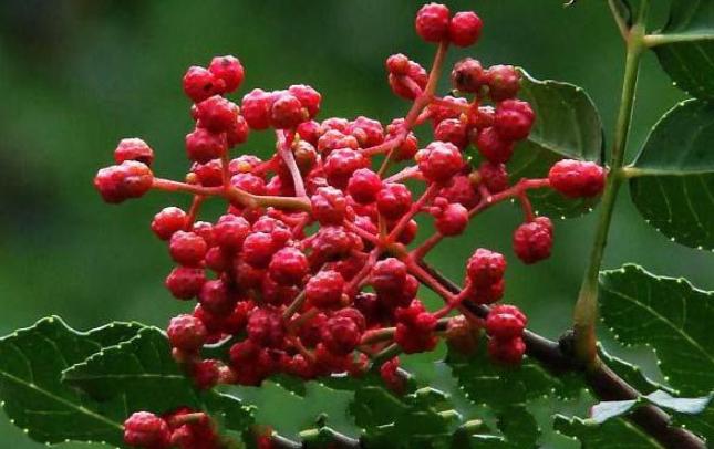 在农村创业赚钱项目是什么,藏在农村暴利小生意