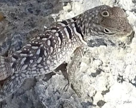 老鼠偷偷溜进博物馆，杀死拥有三只眼的远古生物