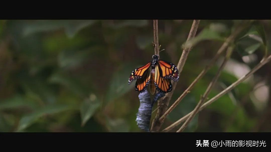 周星驰电影功夫解读,周星驰的功夫梦