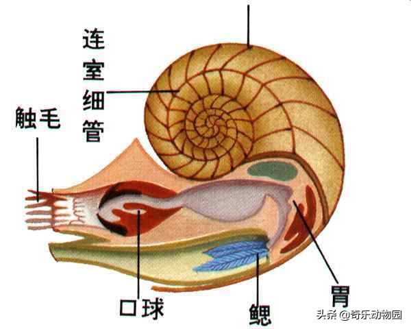 鹦鹉螺全球有多少只,鹦鹉螺世界上还存在吗