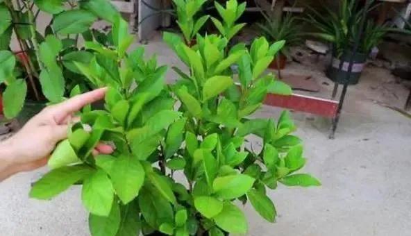 水培扦插栀子花根怎么长在上面了,栀子花扦插养殖方法和注意事项