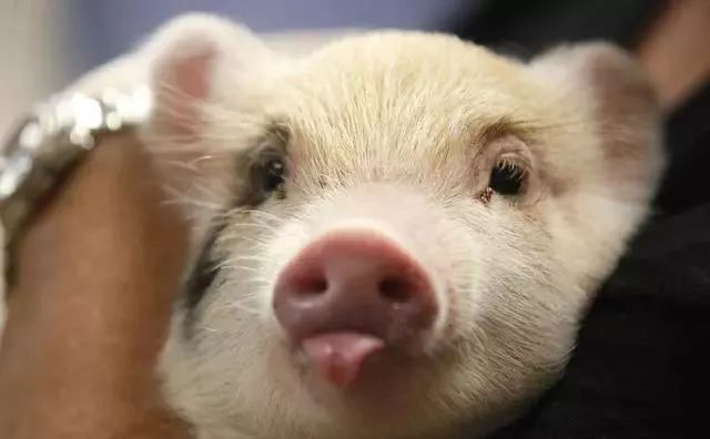 猪吃饲料中毒症状,猪吃豆粕中毒怎么办