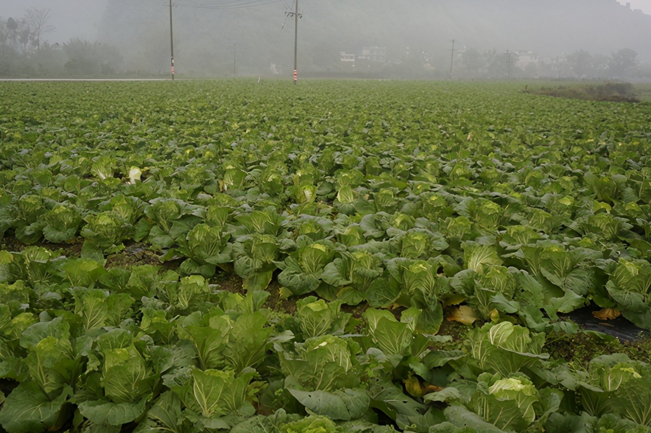 广西禾美农业有限公司,广西禾美生态农业