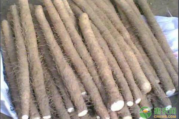 山药长芽了还可以吃吗？如何保存山药才不会发芽？