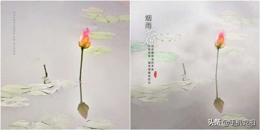 荷花开放加人像特效,荷花特效加照片