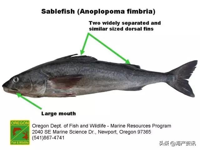 真鳕鱼科普,真鳕银鳕黑鳕鱼