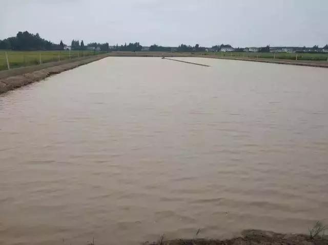 池塘水变褐色怎么解决,池塘的水突然特别的黄是怎么回事