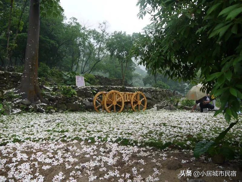 从化旅游景点大全樱花,从化樱花旅游景点